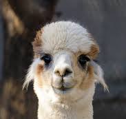 Alpaca 500 Index logo